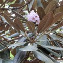 Rhododendron rex (1)